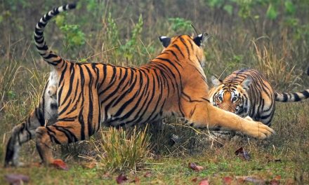 Conserving the Khata Corridor: A Transboundary Triumph for Tigers