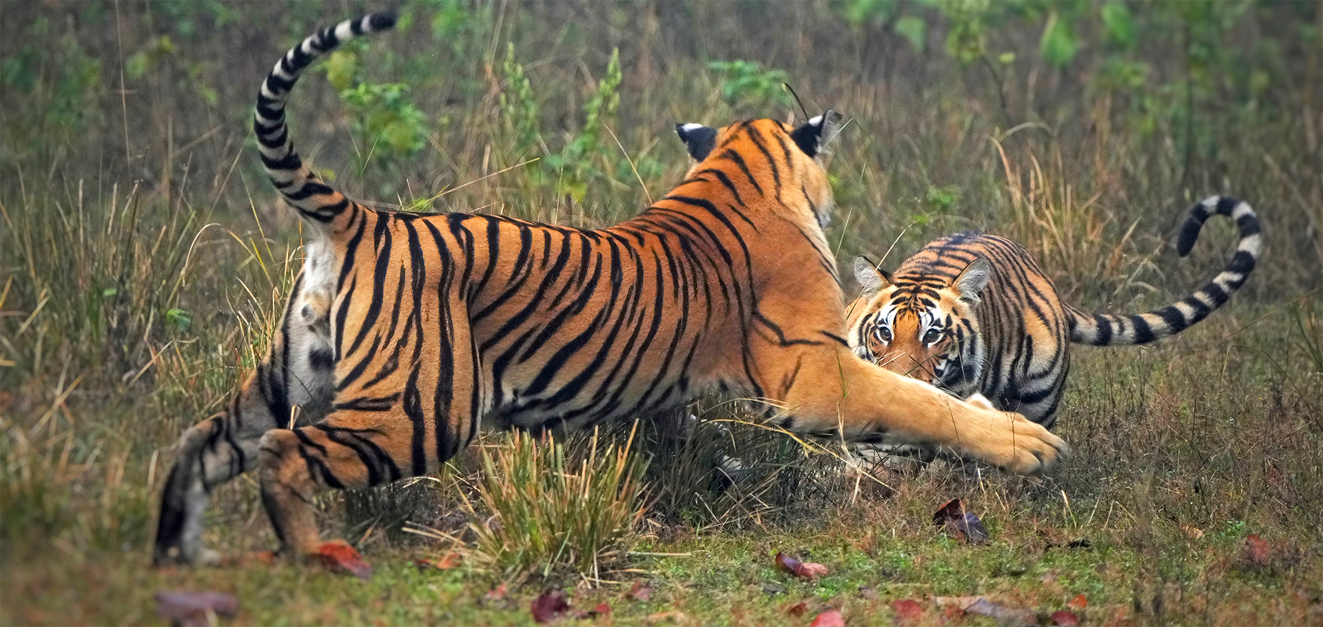 tigers playing sparring India