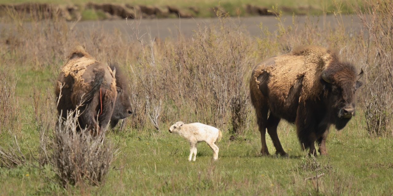 Rare White Bison Born in Yellowstone Honored by Tribes