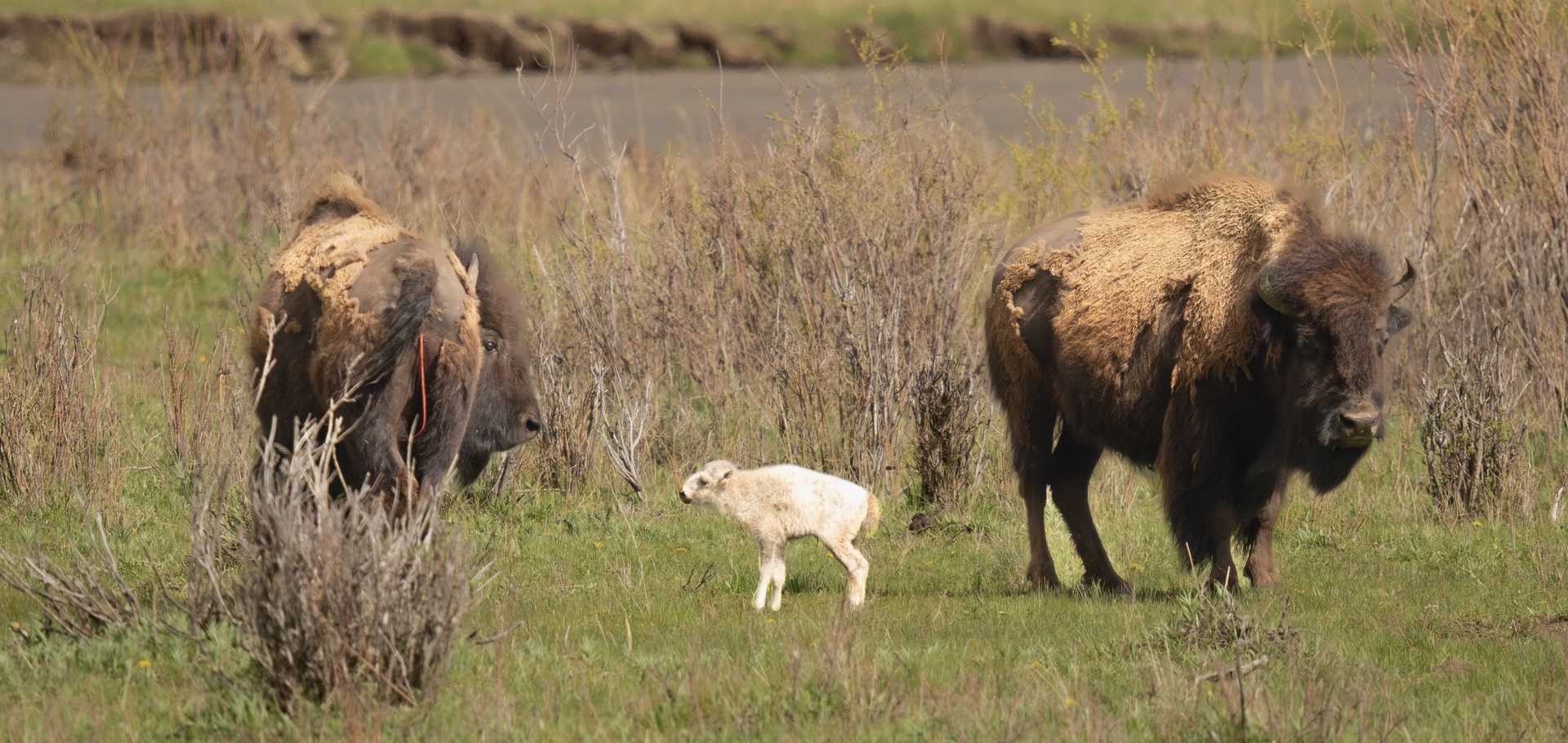 white bison in Yellowstone