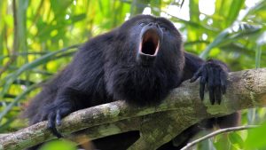 Black howler monkey, aluatta pigra, sitting on a tree in Belize jungle and howling like crazy. They are also found in Mexico and Guatemala. They are eating mostly leaves and occasional fruits.