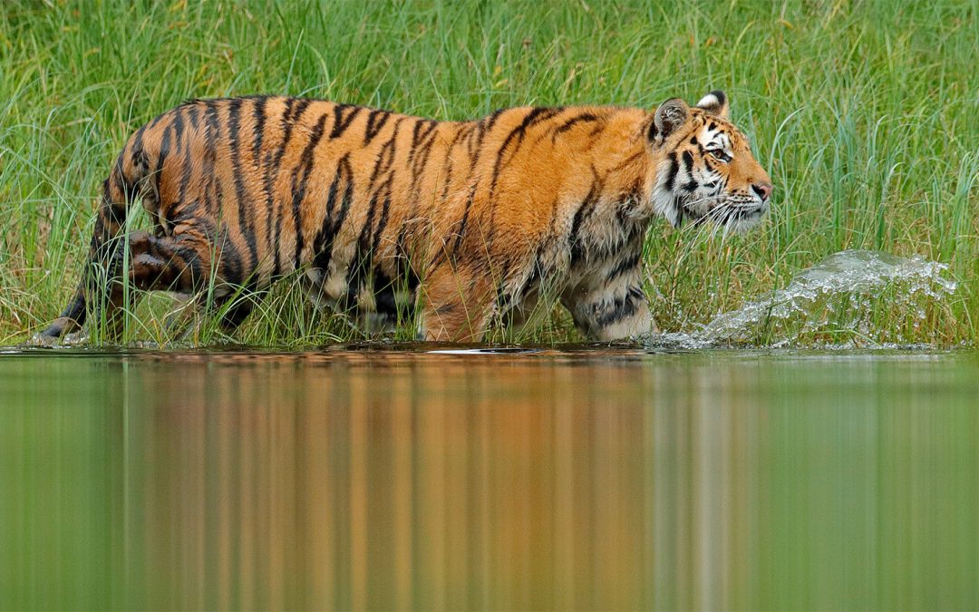 New Study Shows the Positive Impacts Conservation has on Biodiversity