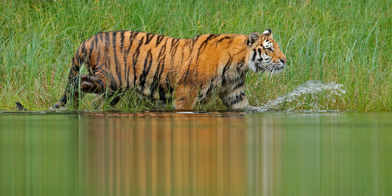 New Study Shows the Positive Impacts Conservation has on Biodiversity