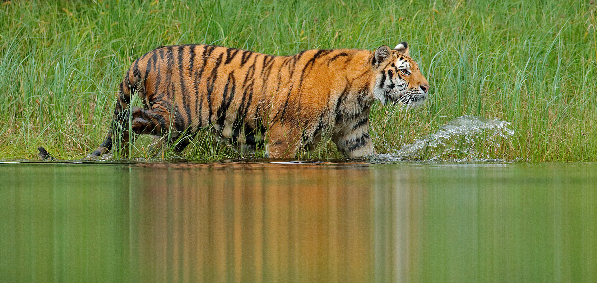 tiger India wildlife big cat conservation biodiversity