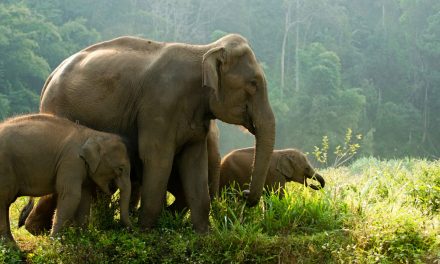 Intelligent Asian Elephants and Their Ebbing Environments