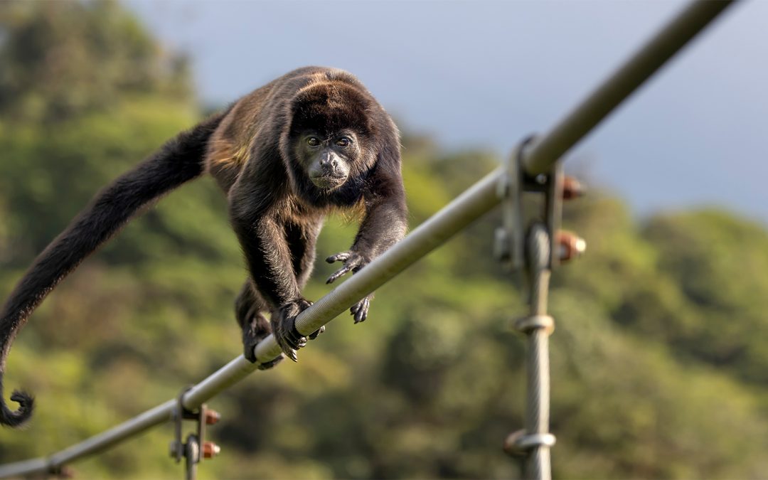 This Nonprofit is Working to Protect Howler Monkeys from Costa Rica’s Power Lines