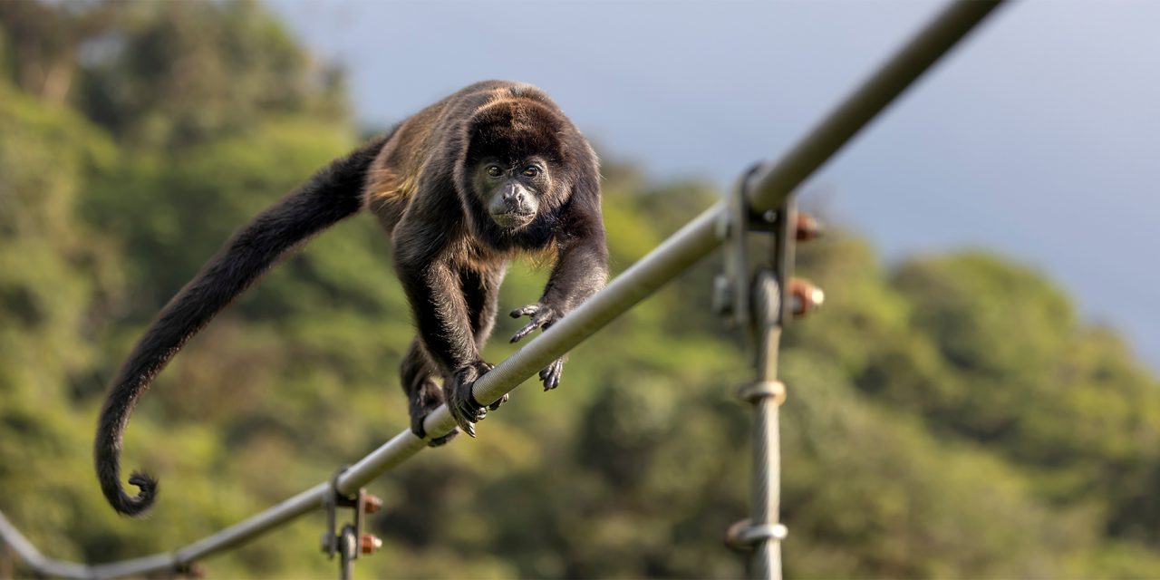 This Nonprofit is Working to Protect Howler Monkeys from Costa Rica’s Power Lines