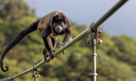 This Nonprofit is Working to Protect Howler Monkeys from Costa Rica’s Power Lines