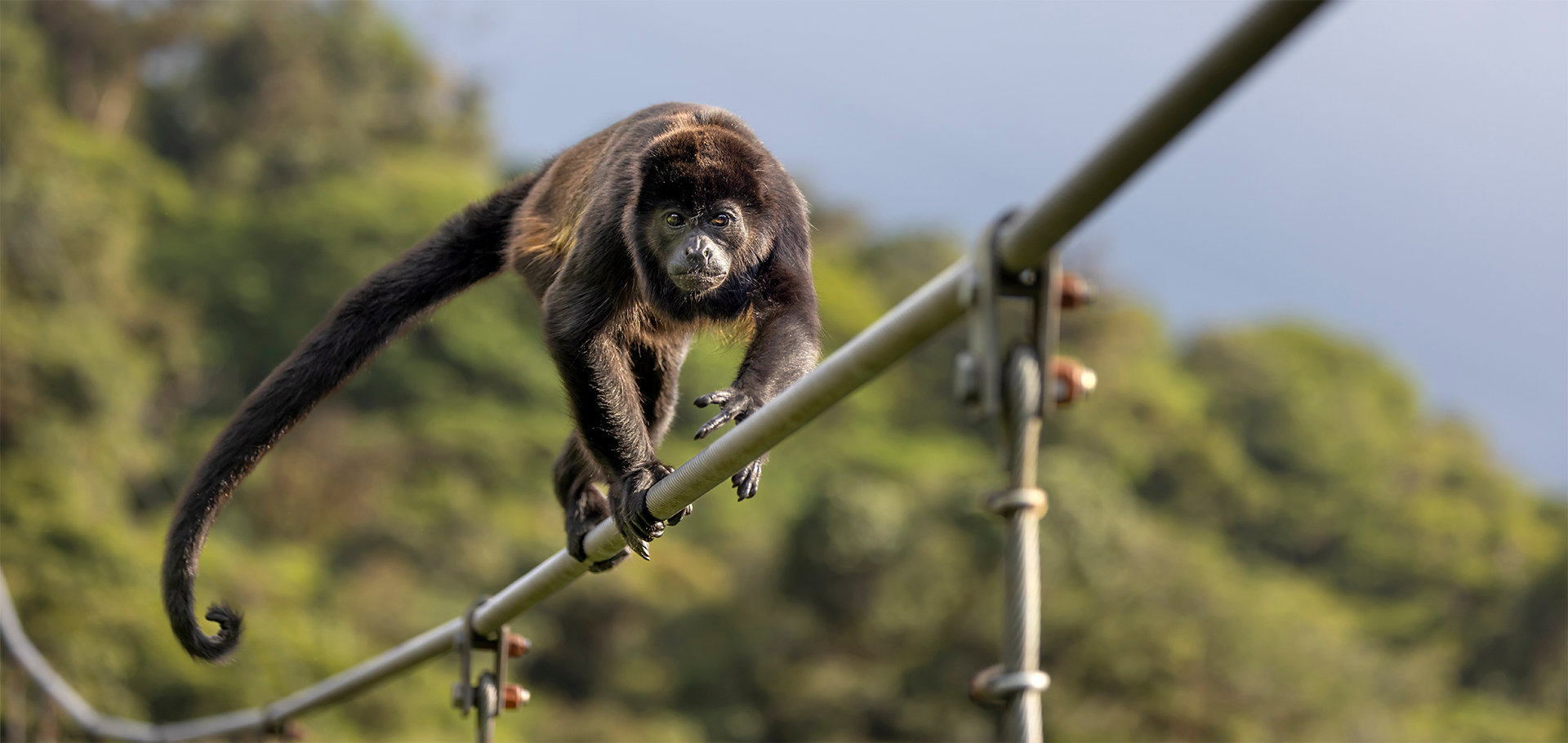 howler monkey hanging bridge costa rica power lines conservation