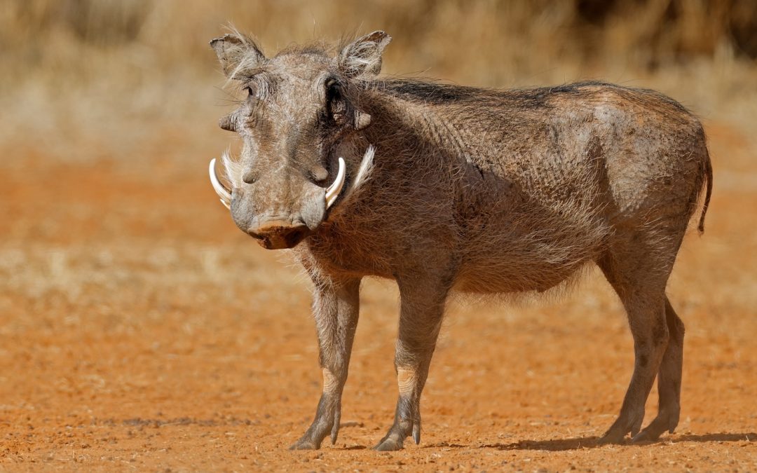 Africa’s “Ugly Five” and Where to Find Them