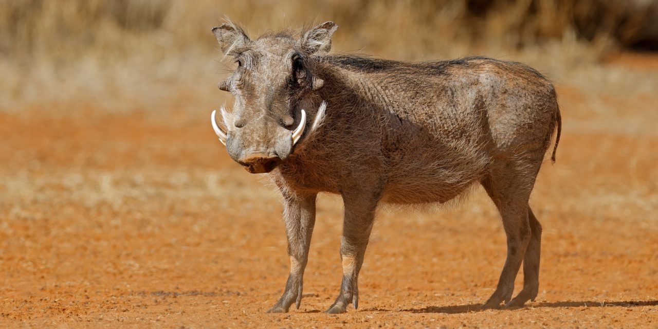 Africa’s “Ugly Five” and Where to Find Them