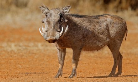 Africa’s “Ugly Five” and Where to Find Them