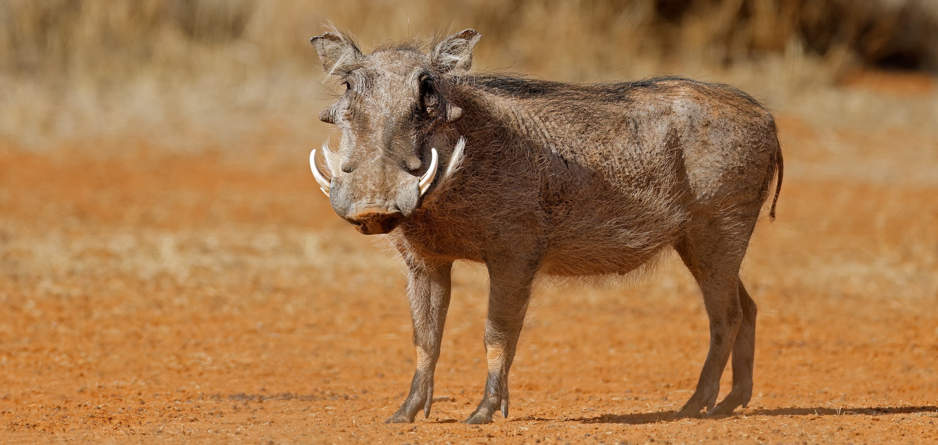 A warthog in South Africa