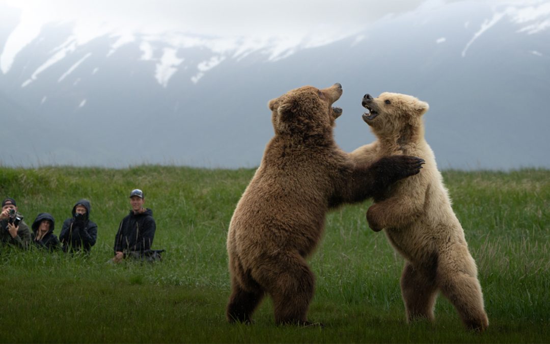Alaska’s Bear Coast: A Shared Kinship and a Guide’s Legacy