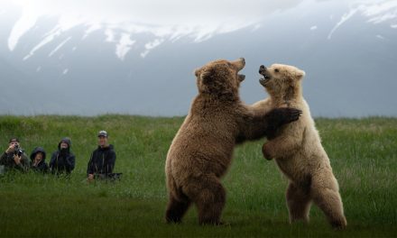 Alaska’s Bear Coast: A Shared Kinship and a Guide’s Legacy