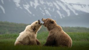 Nat Hab's Alaska Bear Camp, bear wildlife viewing, Alaska Lake Clark National Park, Nature tour, ecotourism, sustainable travel, grizzly bears, coastal brown bears, wildlife conservation, Natural Habitat Adventures, WWF, World Wildlife Fund, wildlife guide, naturalist guide, bear biologist, photography expedition, photographer expert, Sony, Sony Alpha