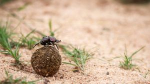 Dung beetle rolling a ball of dung in the Kruger National Park, South Africa.