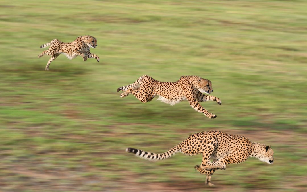 If There Was Such a Thing as the Animal Olympics, These Creatures Would Be Gold Medalists