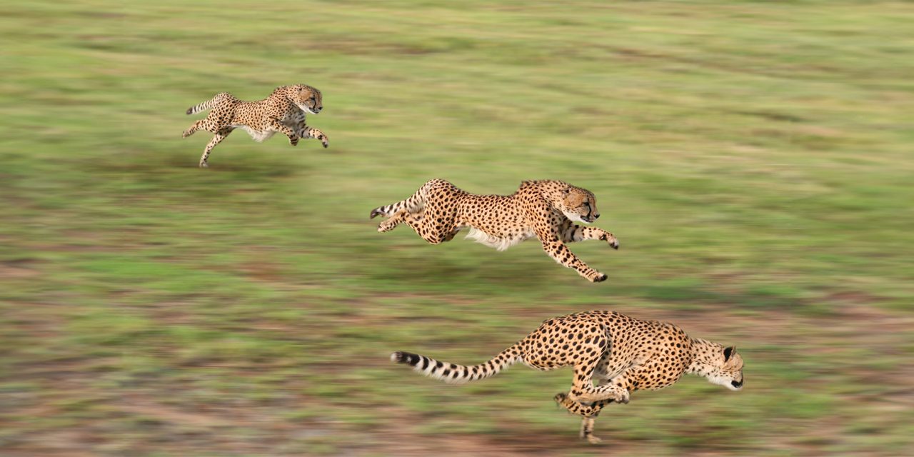 If There Was Such a Thing as the Animal Olympics, These Creatures Would Be Gold Medalists