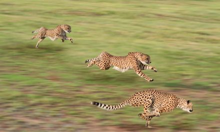 If There Was Such a Thing as the Animal Olympics, These Creatures Would Be Gold Medalists