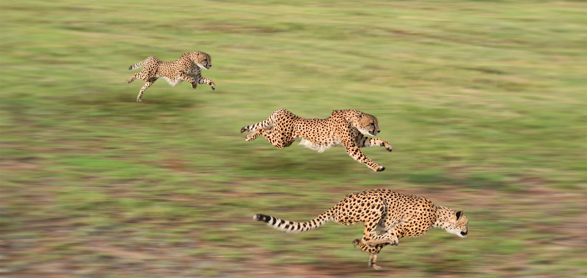 world's fastest olympics cheetah running runner gold medal