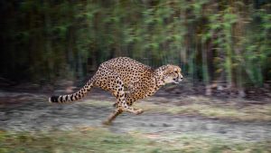 running cheetah