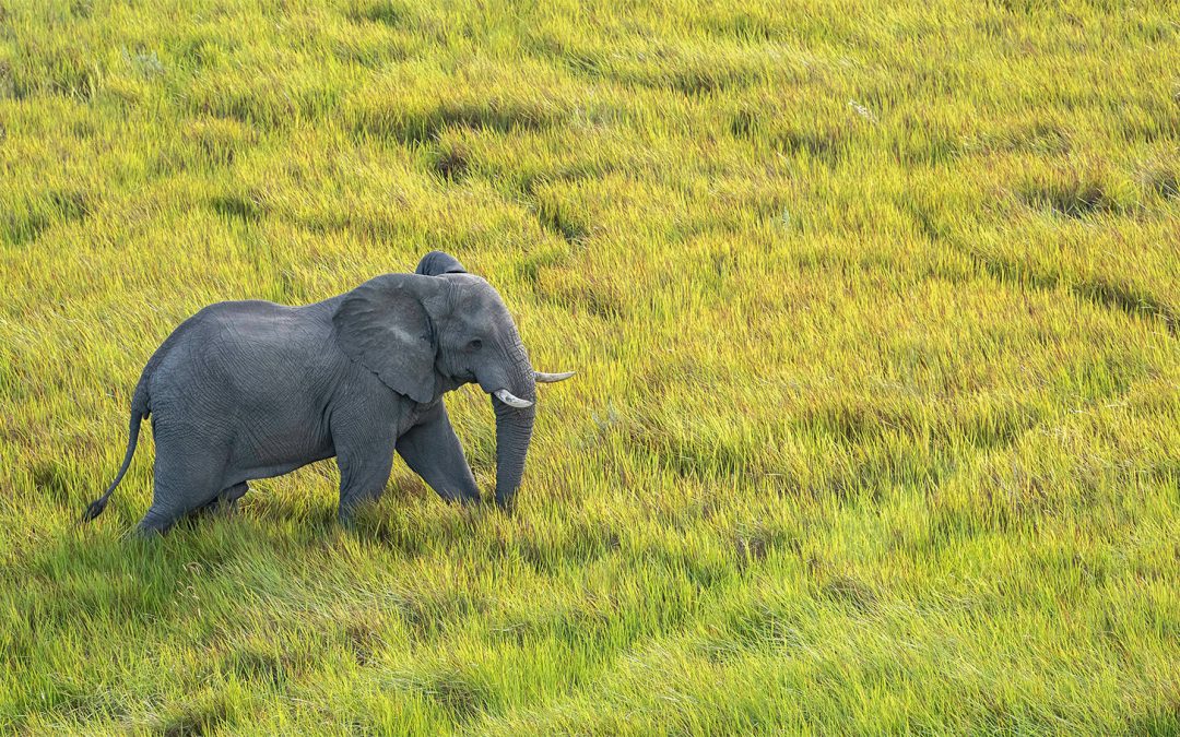 How to Choose the Best Time to Go on a Botswana Safari