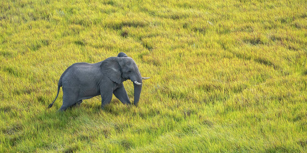 How to Choose the Best Time to Go on a Botswana Safari