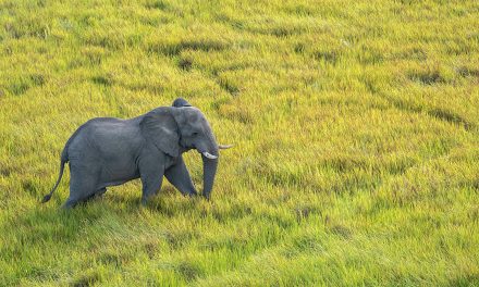 How to Choose the Best Time to Go on a Botswana Safari