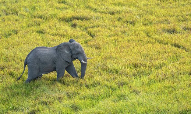 How to Choose the Best Time to Go on a Botswana Safari