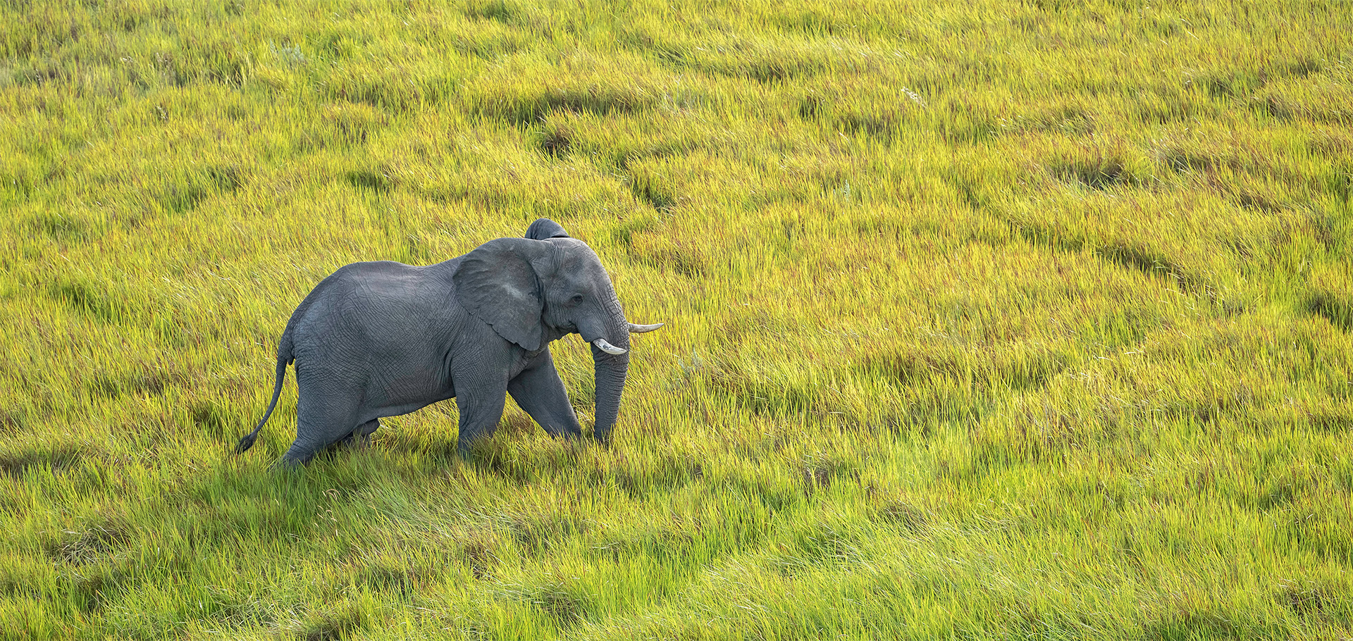 Chobe River elephant Botswana green season