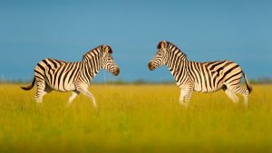 zebras botswana