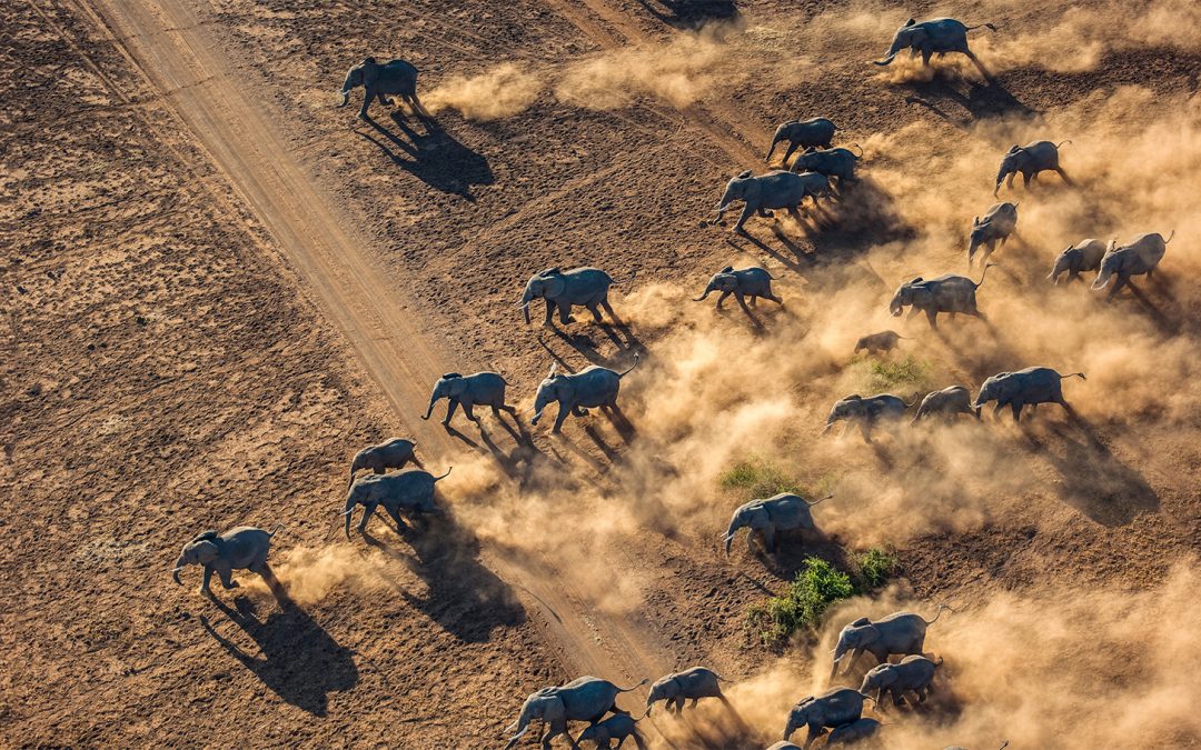 4 Million GPS Data Points: WWF Study Reveals Elephant Migration Corridors