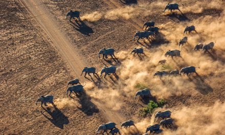 4 Million GPS Data Points: WWF Study Reveals Elephant Migration Corridors