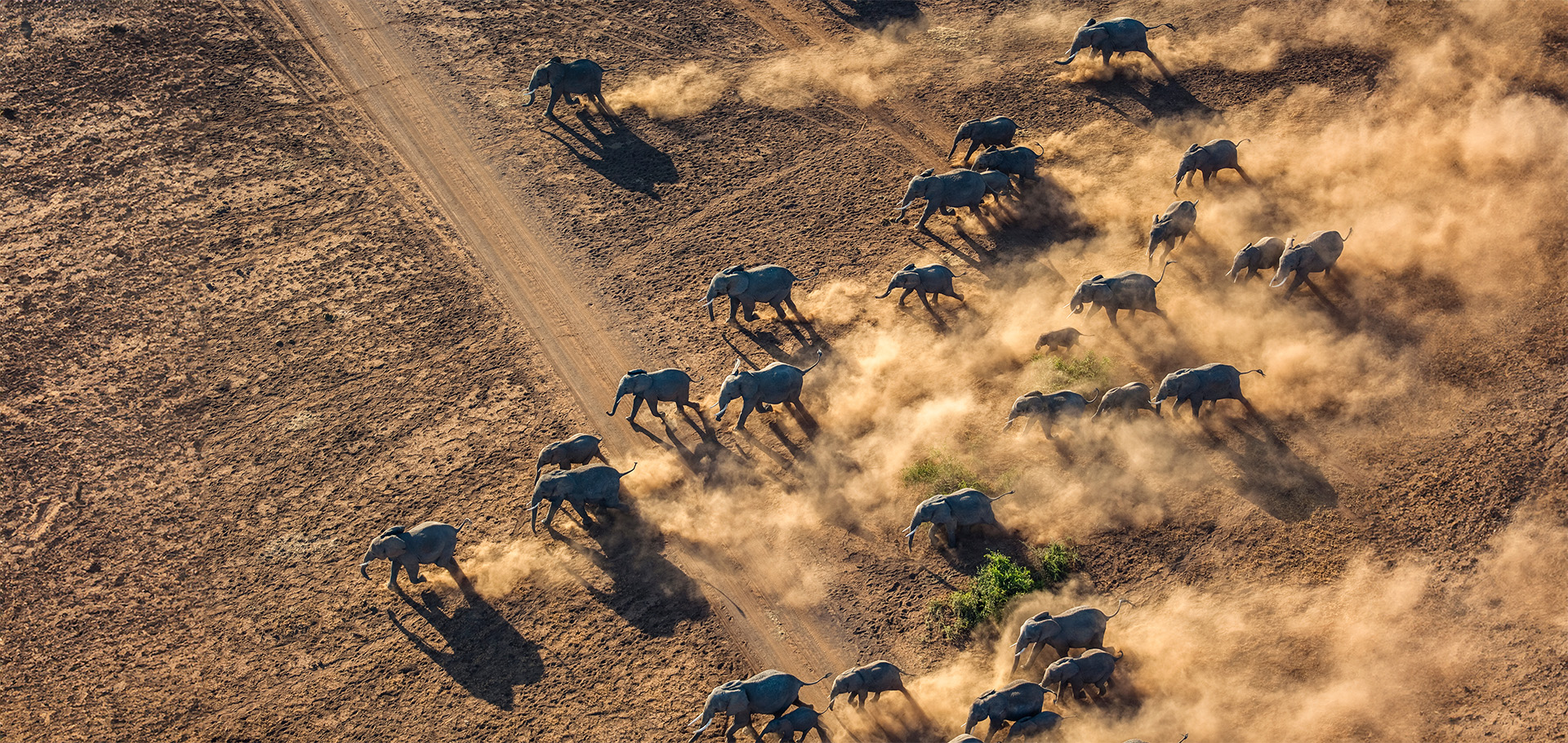 elephant herd, migration, africa, running