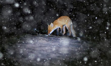 Where Wildlife Resides: Climate, Co-Cultures and Communal Z’s