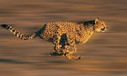 When Size in Nature Does—and Doesn’t—Matter