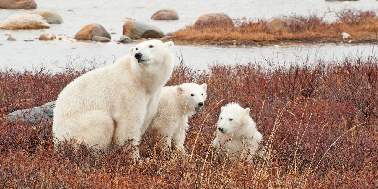 A Heartwarming Thanksgiving Feast in Churchill: Community, Gratitude and Polar Bears