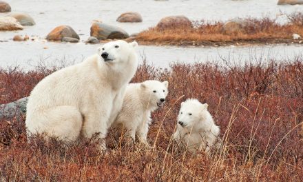 A Heartwarming Thanksgiving Feast in Churchill: Community, Gratitude and Polar Bears