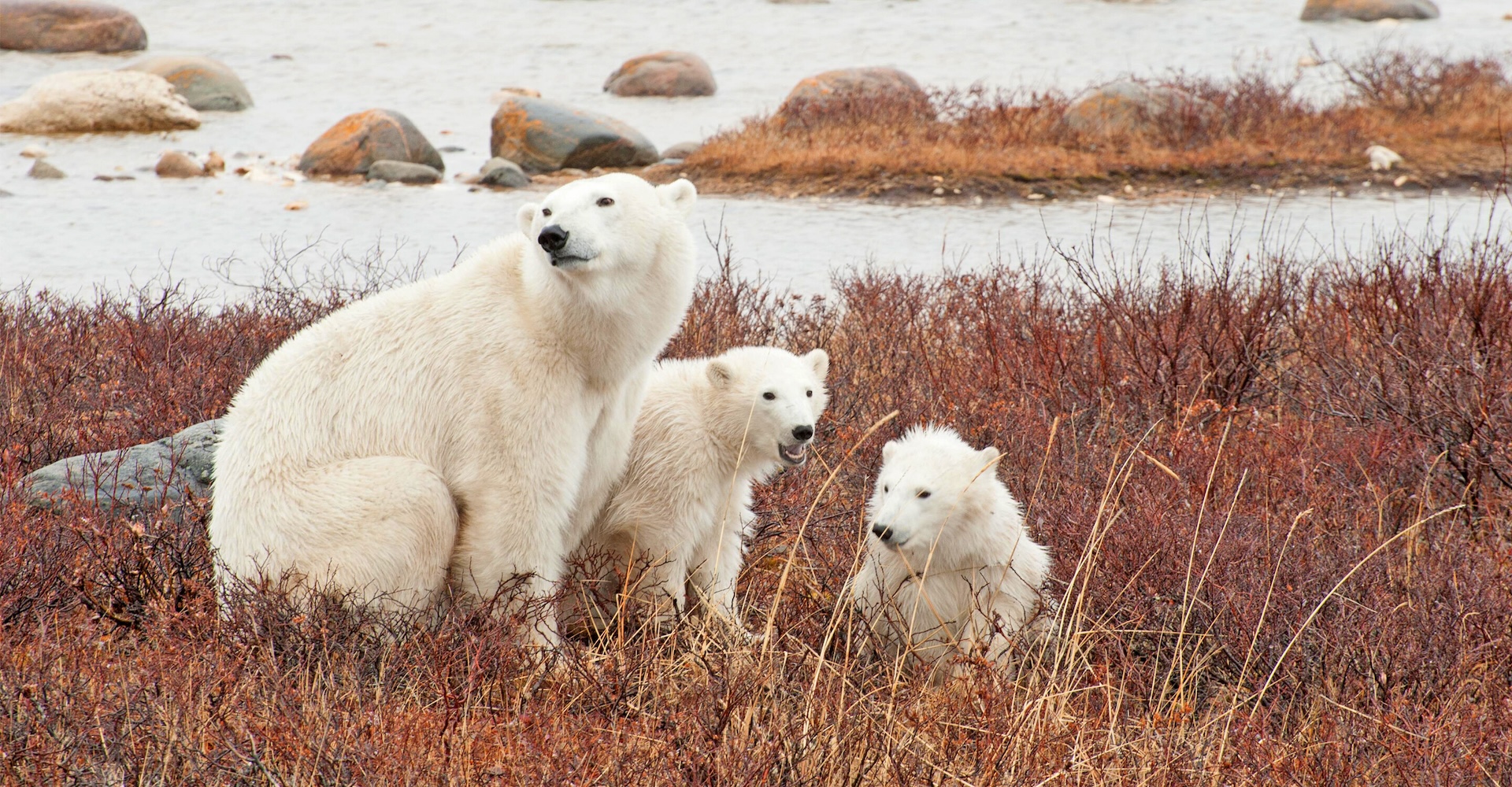 Fall polar bears by Colby Brokvist