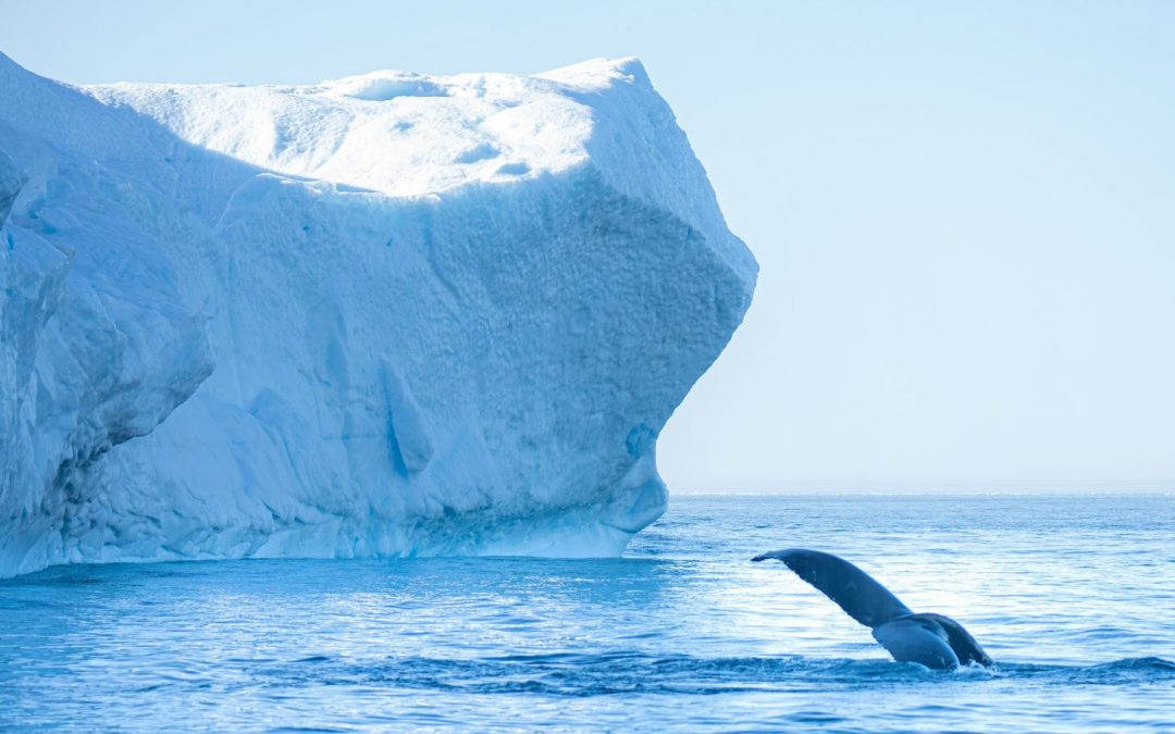 Southeastern Greenland: A Land of Contrasts