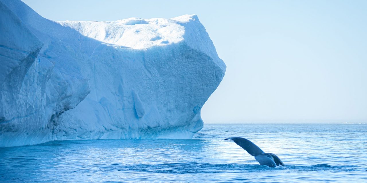 Southeastern Greenland: A Land of Contrasts