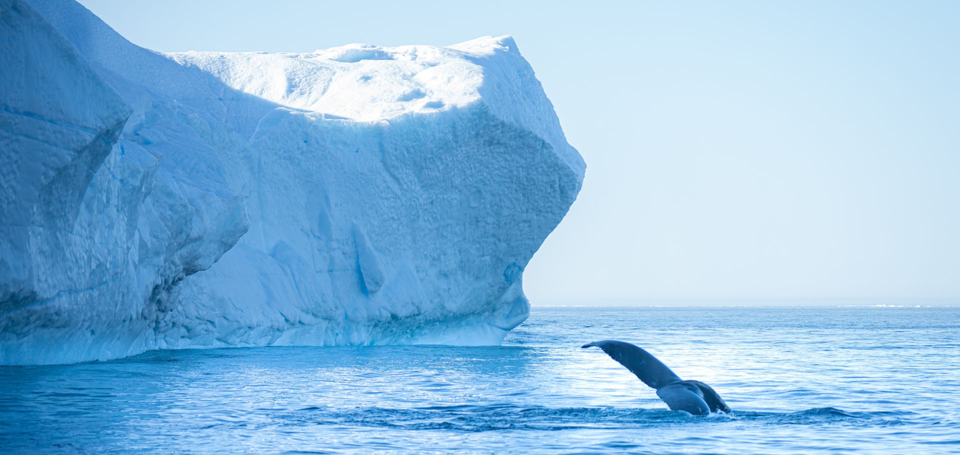 Iceberg with whale in foreground