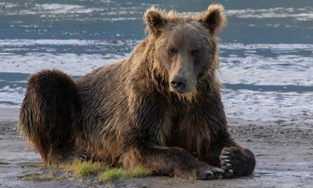 Brown Bears, Alaska Bear Camp and Being There
