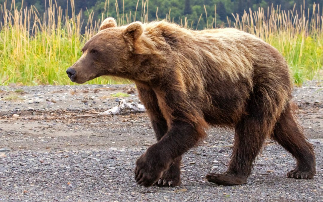 Photo Essay: The Brown Bears and Salt Marshes of Chinitna Bay, Alaska