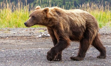 Photo Essay: The Brown Bears and Salt Marshes of Chinitna Bay, Alaska