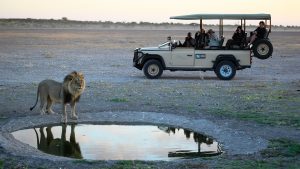 lion watering hole botswana