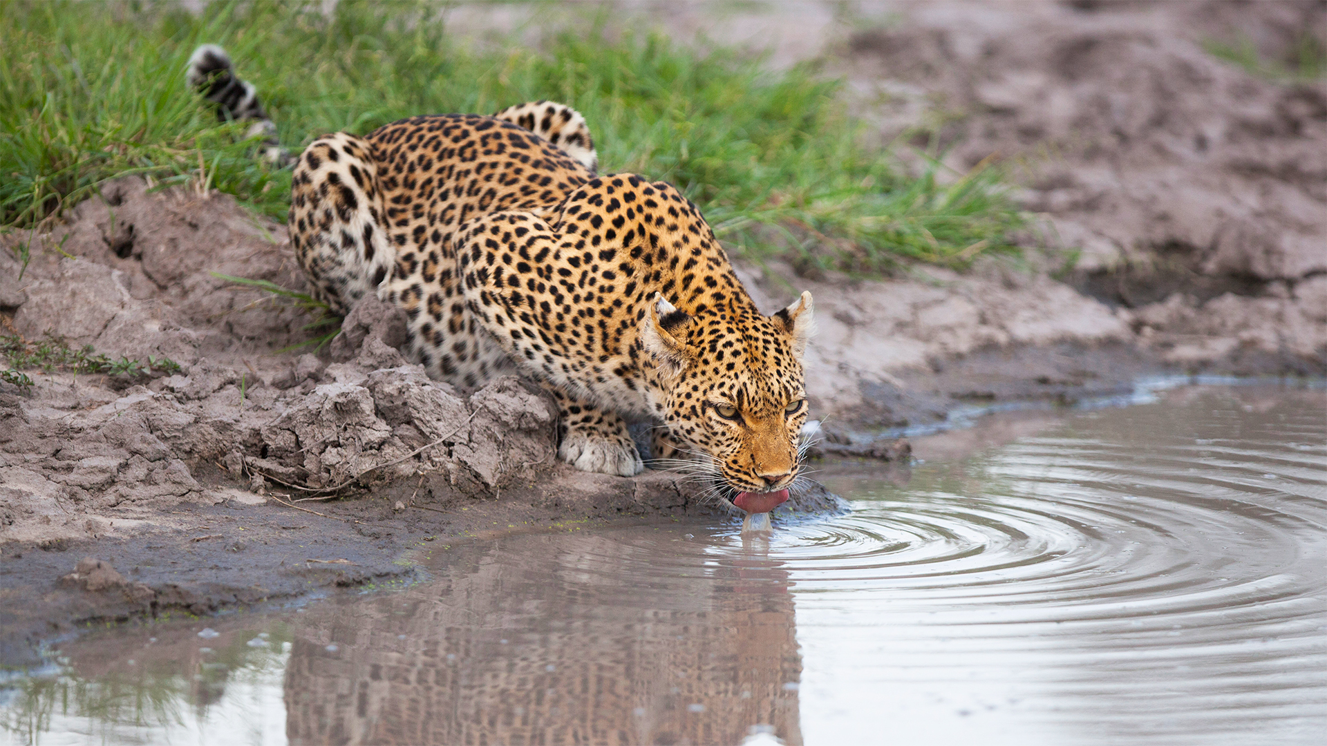 leopard drinking botswana