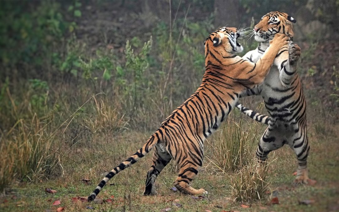 Roaring Back: Triumphs and Challenges in Tiger Conservation