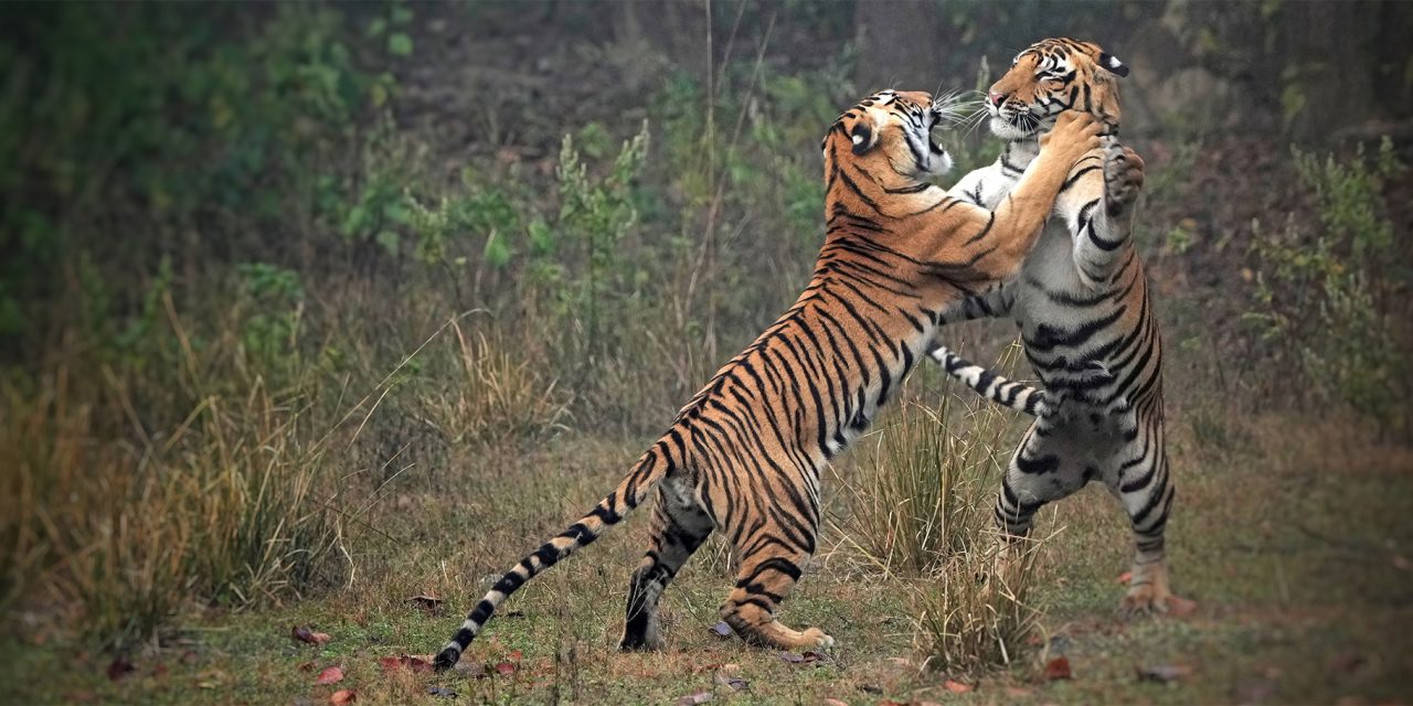 Roaring Back: Triumphs and Challenges in Tiger Conservation